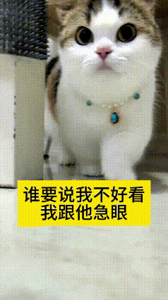 哎呀妈呀，给咱家小猫咪安排上精致小项链，瞬间气质大变样。圆溜溜大眼睛配上好看配
