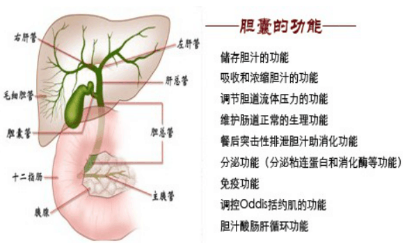 饮食控制与预防结石的关系, 你了解吗?