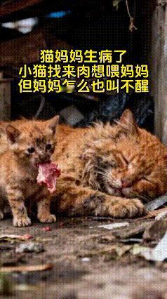 破防了！小橘猫叼着肉跑断腿，却再也叫不醒饿晕的妈妈…刷到这个视频直接泪崩！