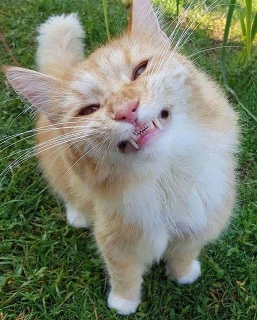猫咪：我准备好了，拍吧📸​​​