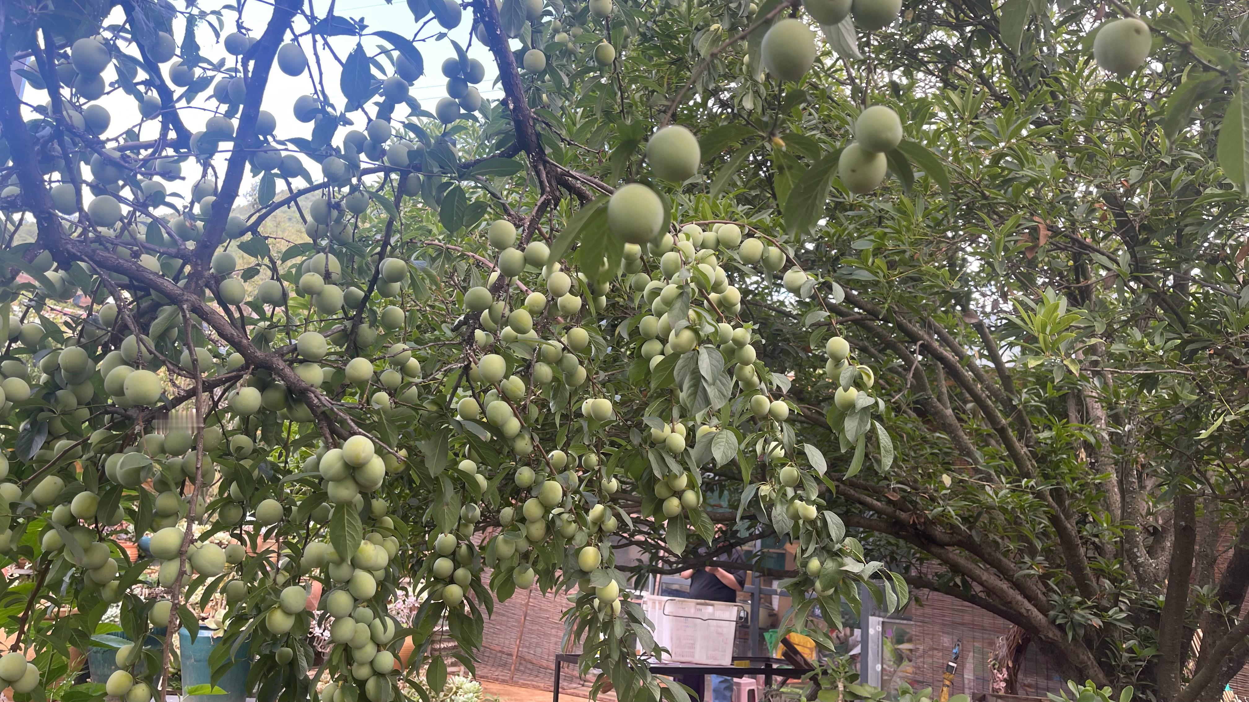 下了几次雨，果木花草又变得很有水份。常年生活绿色中的人、对水绿油绿墨绿...