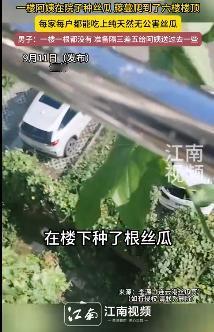 这下出名了，不仅邻居知道了，全国人民都知道了！江苏连云港，一楼阿姨种的丝瓜，竟
