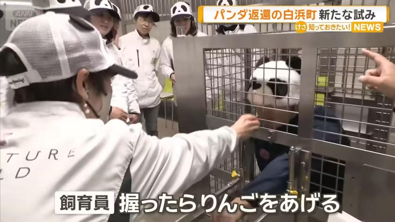 日本人也是真抽象！最近中国宣布接回旅日大熊猫，让一众日本国民对中国大熊猫依依不舍