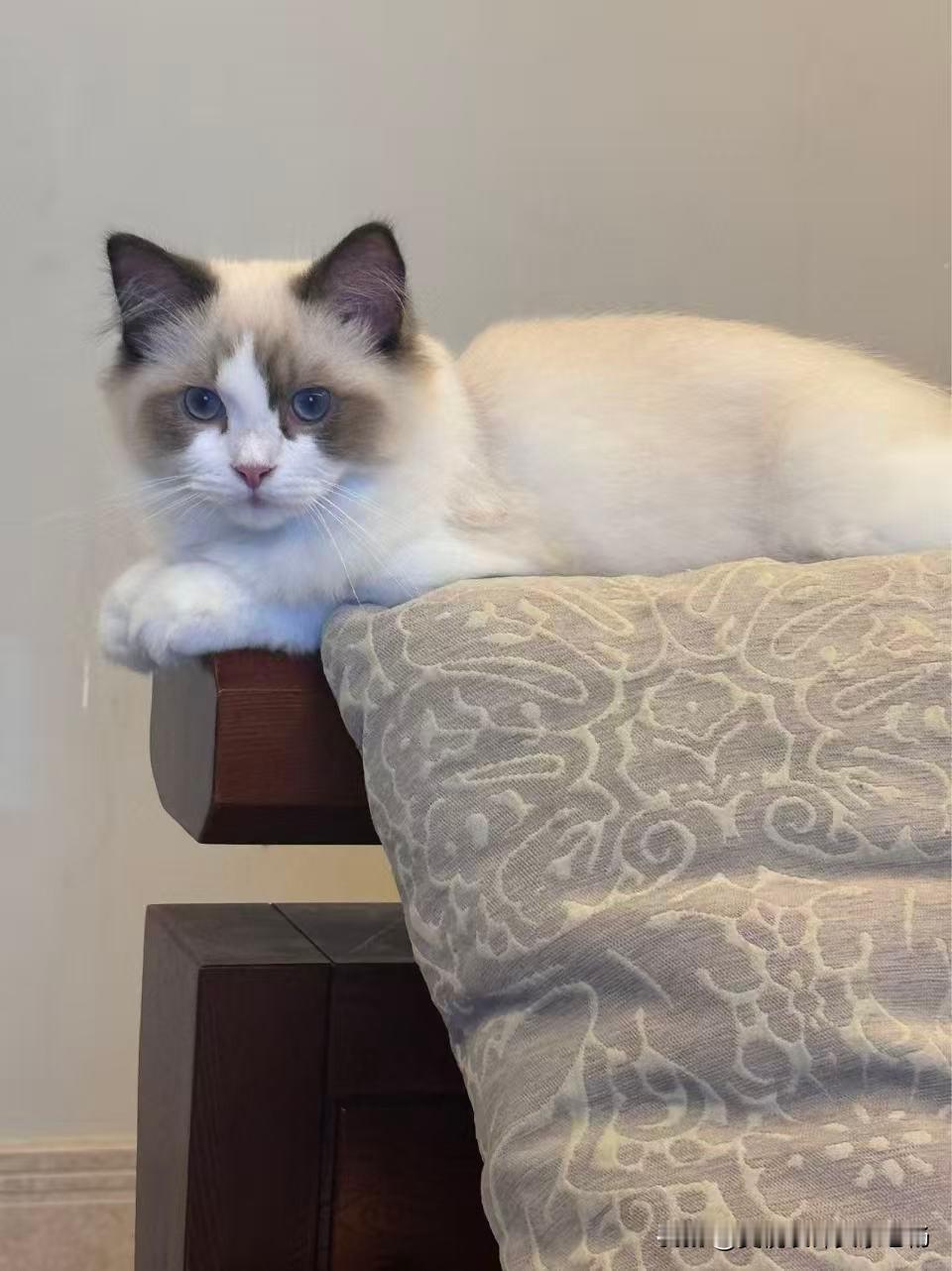 五一，老杨 与猫，共度假期。