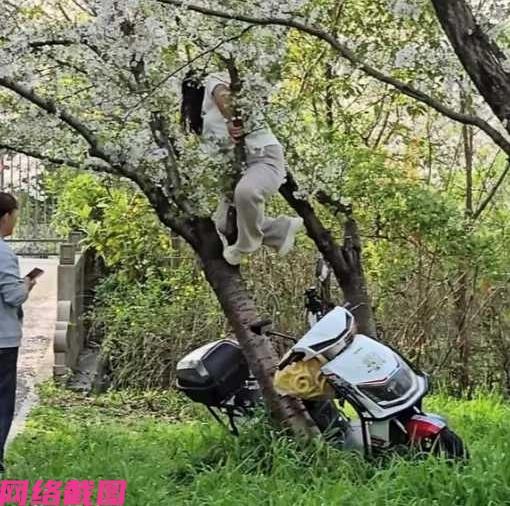 上海有两名女子骑着电瓶车途中，看一处路边的樱花树甚是养眼，心情驱使她们两人停车准