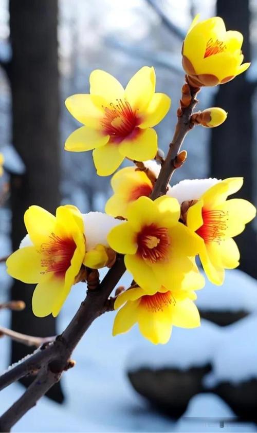 鲜花的花朵，常常以柔和的色彩、细腻的花瓣和清新的香气，给人带来一种温暖而愉悦的心