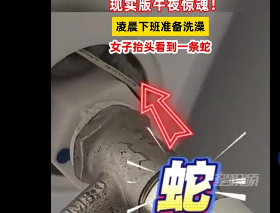 头皮发麻！女子凌晨下班洗澡，抬头撞见插线板上盘着蛇，惊魂一幕看呆网友谁能想