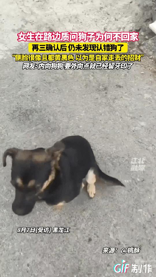 黑龙江一女子心爱的狗狗丢失了好多天，突然她走在路上发现不远处有一只狗很像她丢的狗