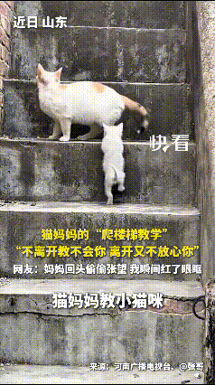 瞅见猫妈教娃上楼梯这段，心里立马发酸。猫妈先往前挪，故意拉开距离让小猫自个儿摸索
