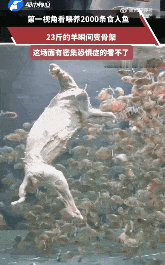 头皮发麻！广东，网友将一只23斤的羊扔进深不可测的水底，水面瞬间翻滚起来，像一口