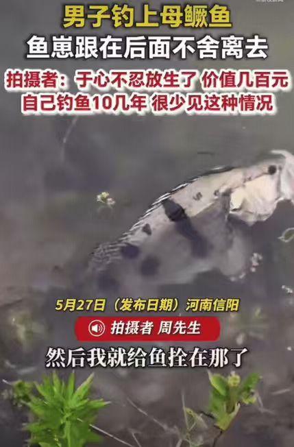 破防了！河南信阳，男子周先生钓上一条七八斤重的母鳜鱼，用绳子拴在水边准备继续甩竿