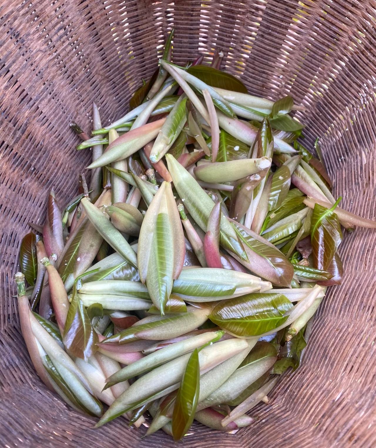 求求！这个到底是什么野菜？有没有云南的朋友出来帮忙看下这个野菜到底叫什么名字