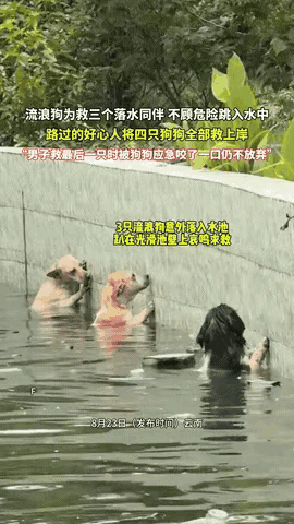 8月23日，在云南某地，一只流浪狗发现三个同伴意外跌入了景观水池，毫不犹豫地跃入
