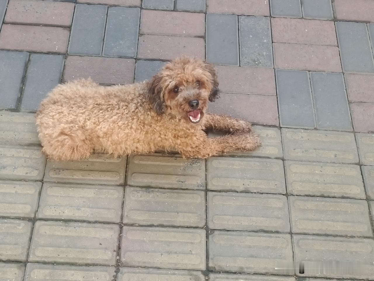 你身边人有没有穿戴人样不如狗吃的好来吃得胖身材变形走了样狐朋狗友有很多