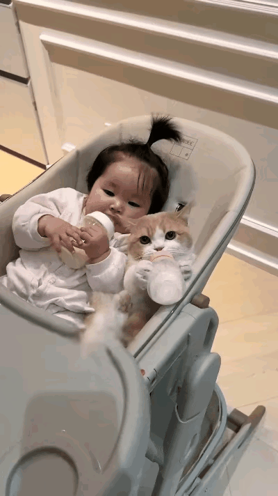真的会被小朋友和小动物的互动狠狠治愈！宝宝喝奶时，小猫咪凑过来撒娇，宝宝立