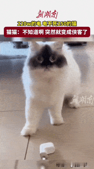 今天摸了个白色小方块，它突然给我来了一下“闪电五连鞭”，本喵的脸都黑了。现