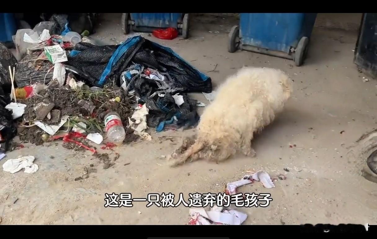 双腿残疾的小狗趴在路边的垃圾堆里找吃的。听路人说它过马路时被卡车压了，为了活命它