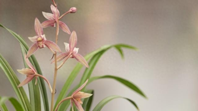 鲁北明月: 酝酿一场花事