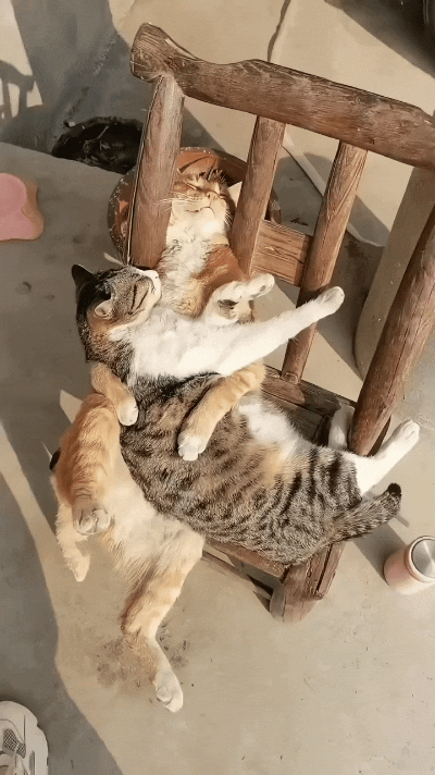 你瞅瞅这俩猫，大橘睡觉还得把狸花猫搂怀里，跟抱着自家媳妇似的！俩猫挤在一把小椅子