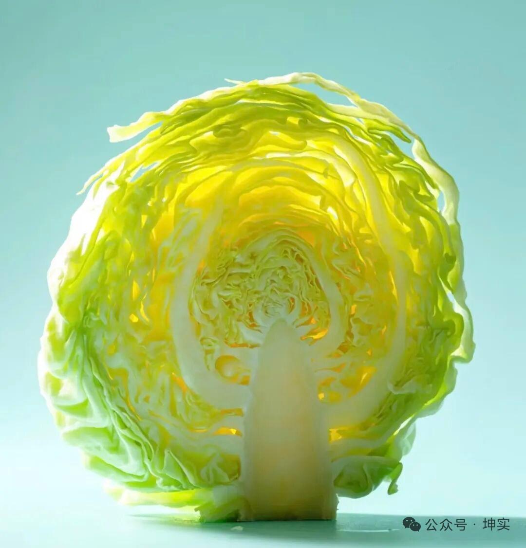 包菜，从地中海野草到中国国民菜菜市场里随处可见、价格亲民的包菜，也就是圆白