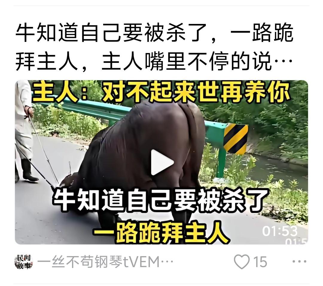 养牛前，说好的是为了发展生产力，为何养大了要杀牛？其实这背后藏着过去农耕时代最