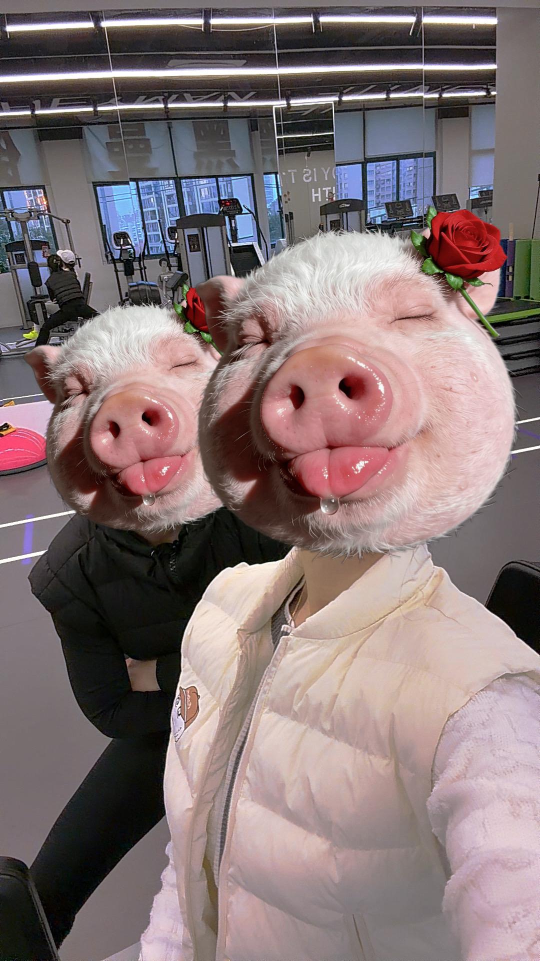 小香猪 这也太可爱了叭 可爱