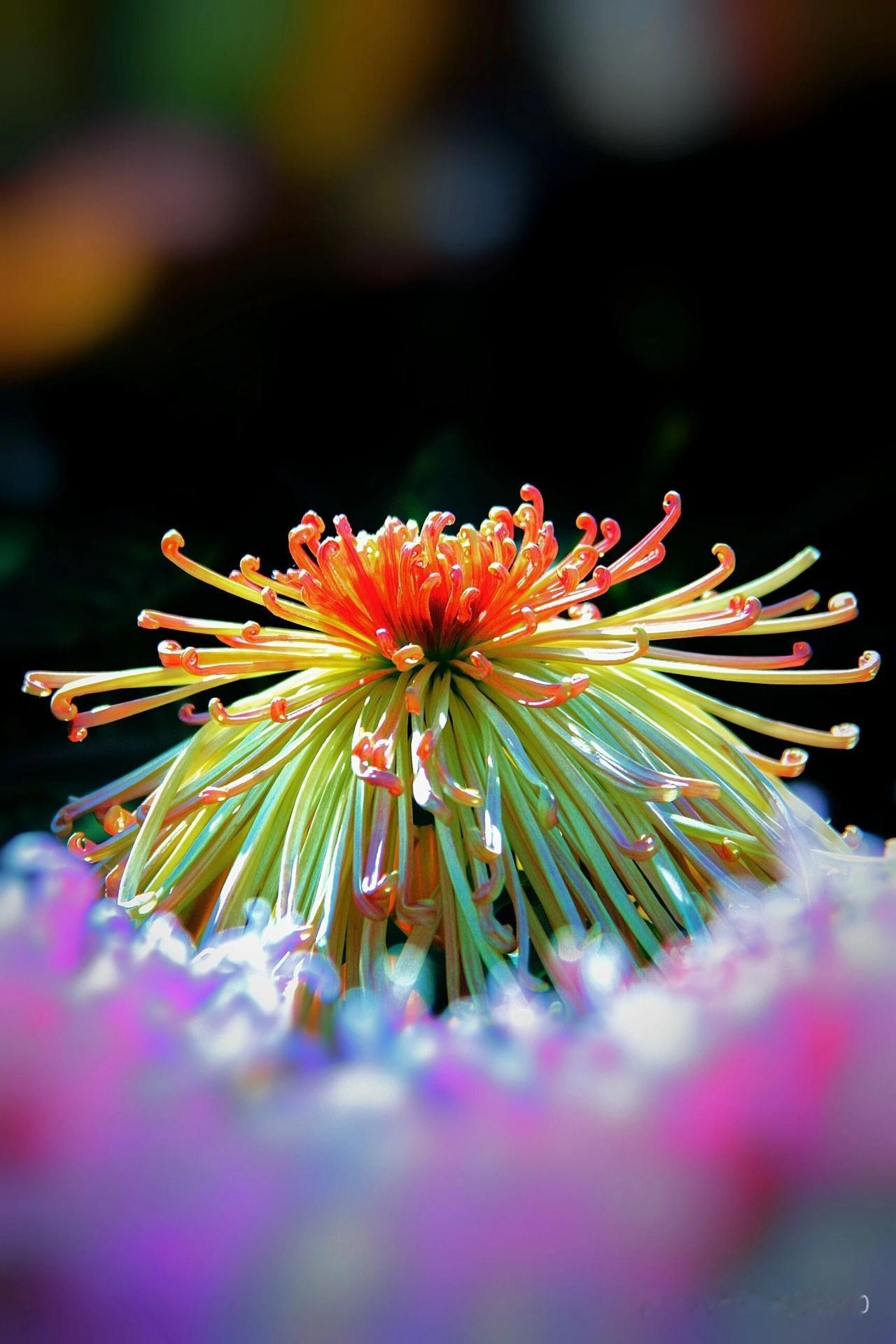 七彩菊，又名洋菊花，是大自然的调色盘。其花瓣细长蜷曲，如金丝缀玉，由内而外晕染出