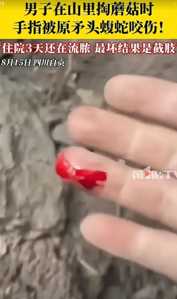 “太可怕了！”四川自贡，男子上山采蘑菇，看到一洞口处有一窝“乌林参”，顿时激动万