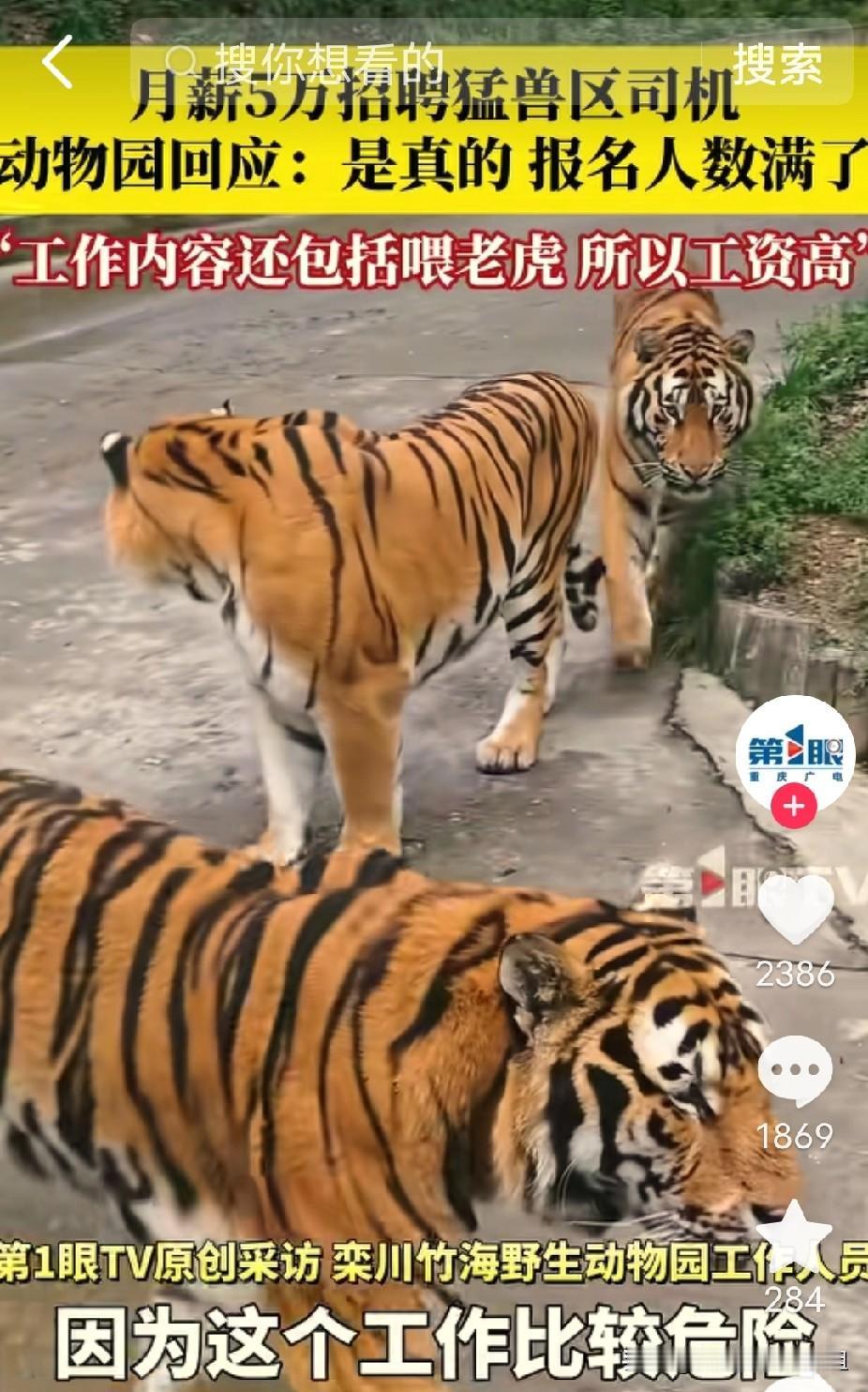 月薪5万，野生动物园招聘猛兽区司机，每天任务就是开特殊车辆进虎山熊窝近距离投食。