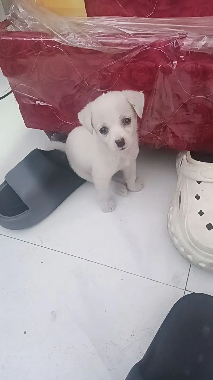 大家看看给它起什么名字好