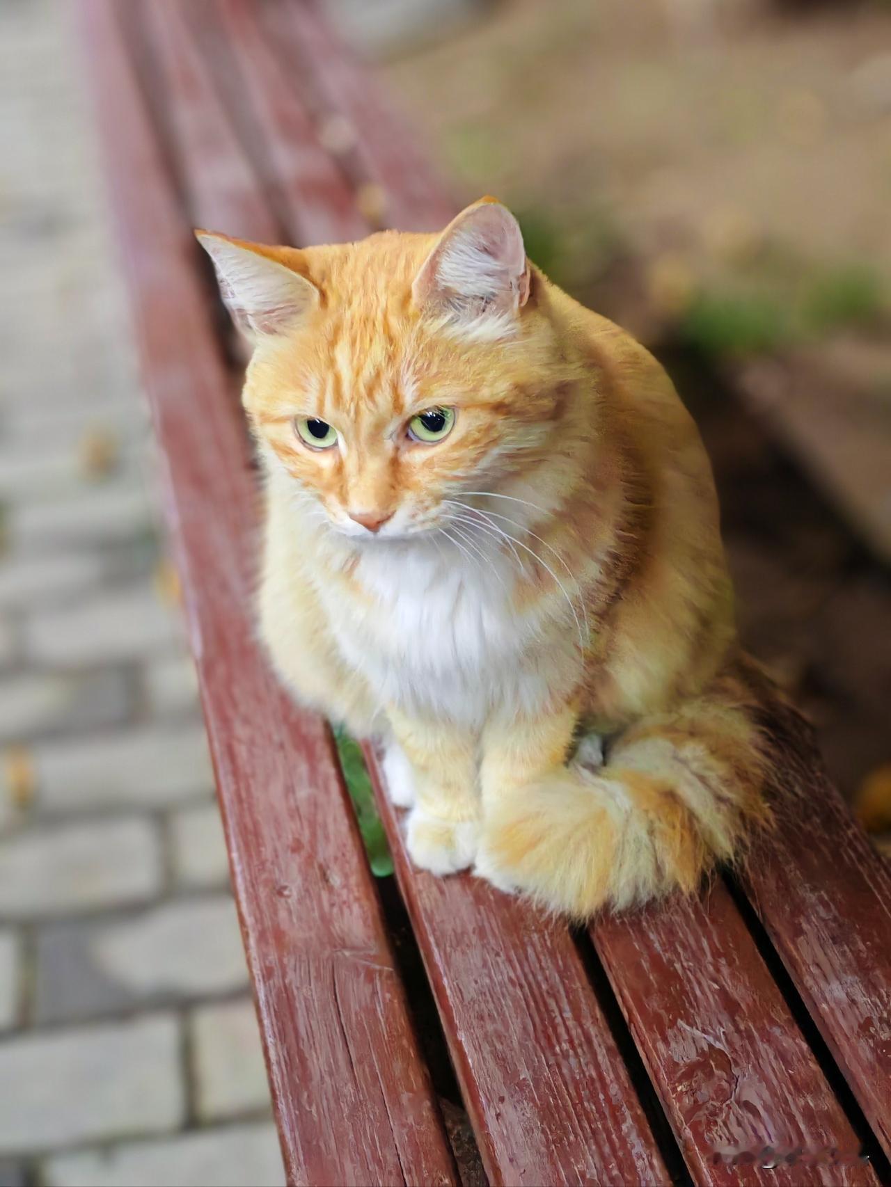 流浪猫也会想有个家吗?我们小区的流浪猫都不怕人，前几天气温下降，冷风像刀一样