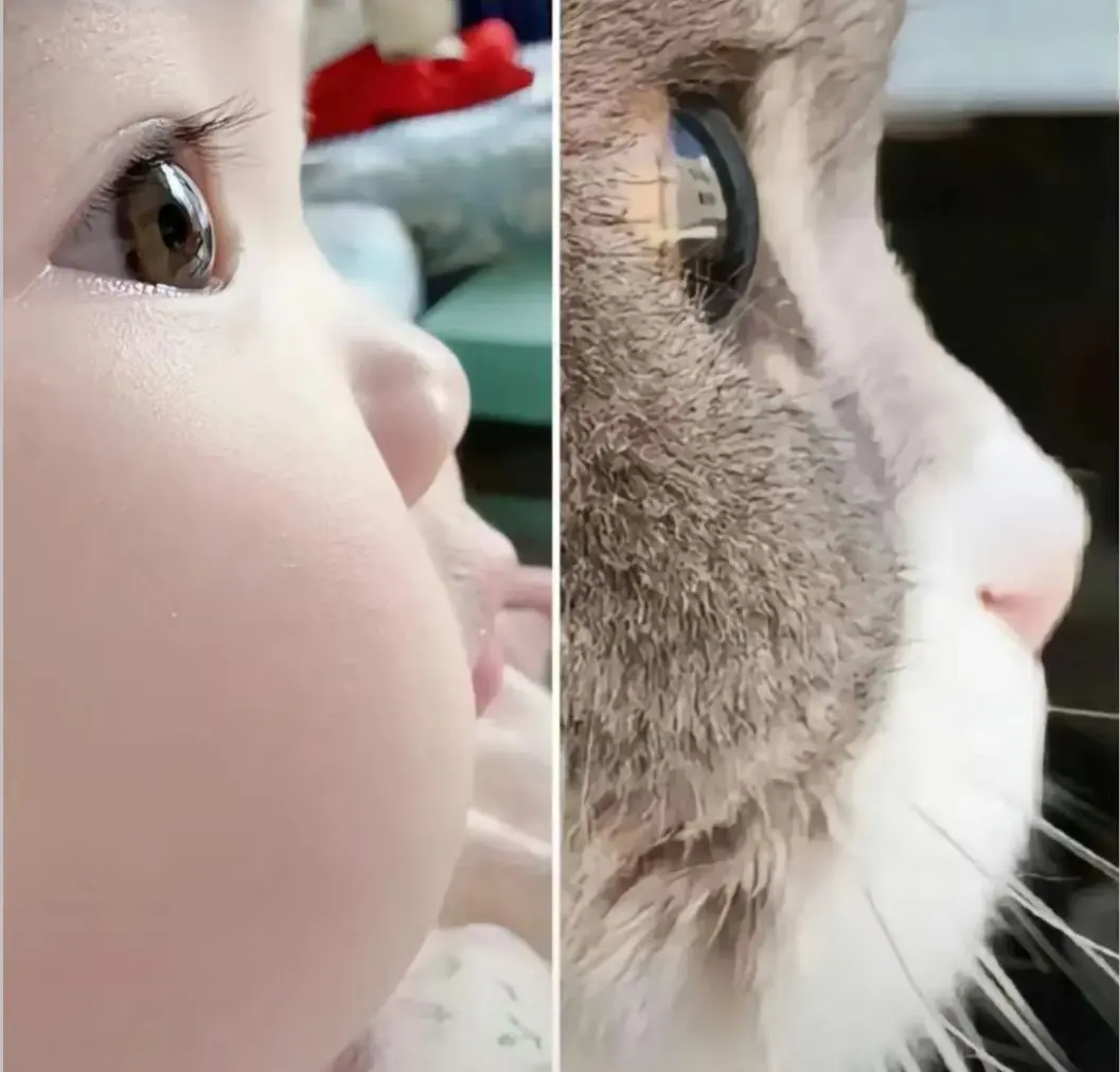 为了让你喜欢，猫正在变得越来越像人类婴儿。大部分人都知道，家猫的外观有...