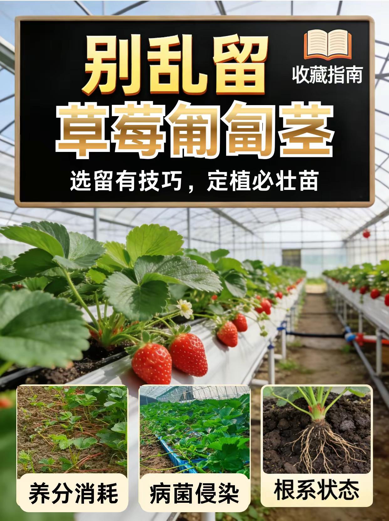 别乱留草莓匍匐茎，选留有技巧，定植必壮苗。草莓种植匍匐茎