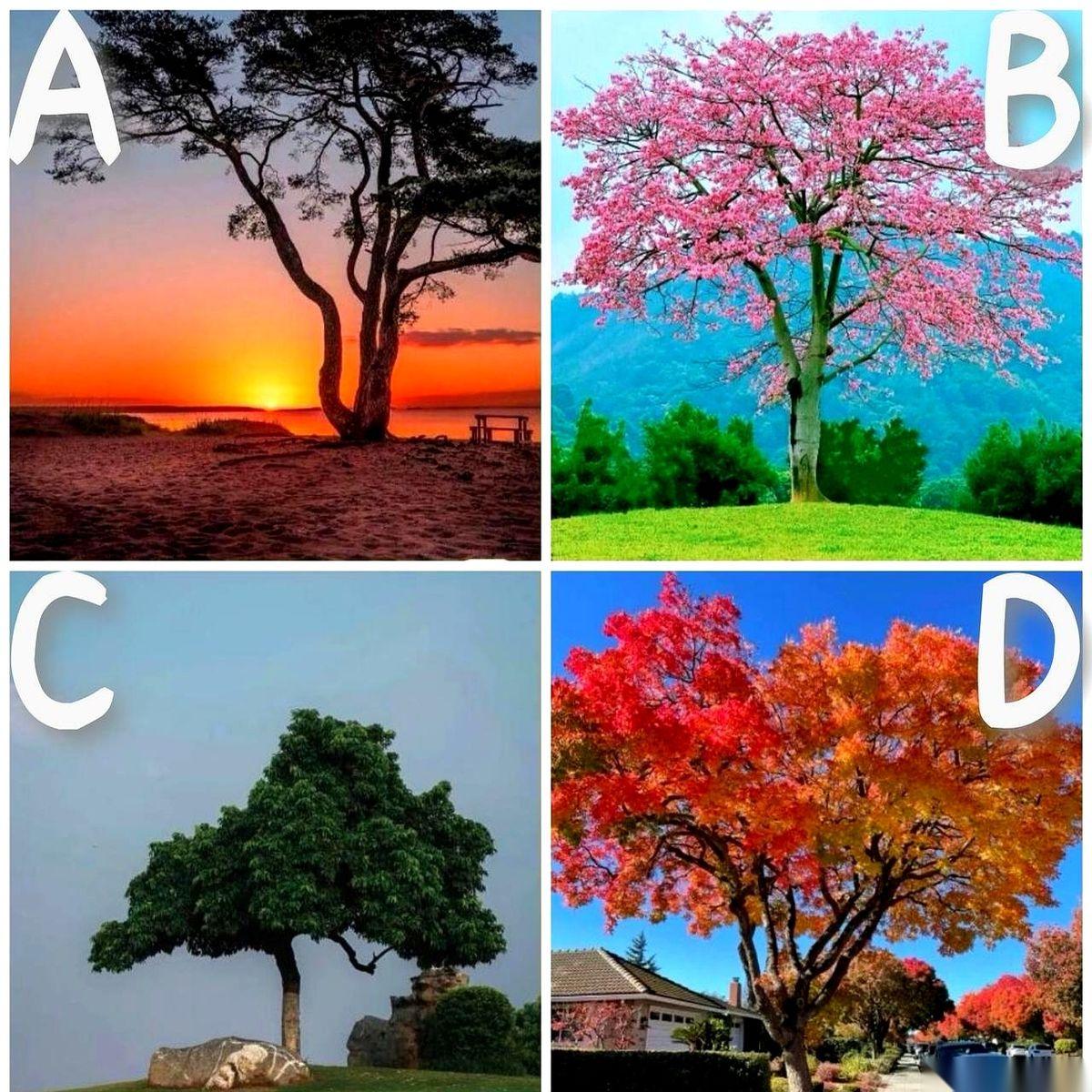 我告诉你个秘密，这种测试，准得吓人。但秘密不在树，在你。你选的根本就不是什么