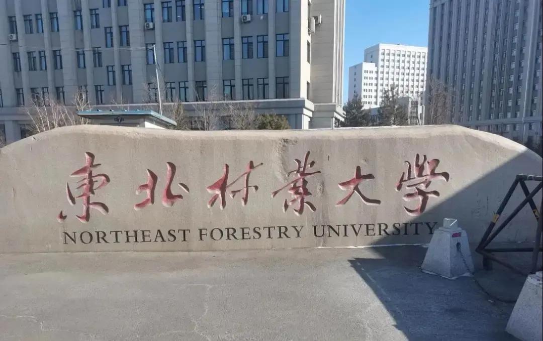 海南女生冲着211名头一路飞到哈尔滨读东北林业大学，食品专业，四年里冻到怀疑人生