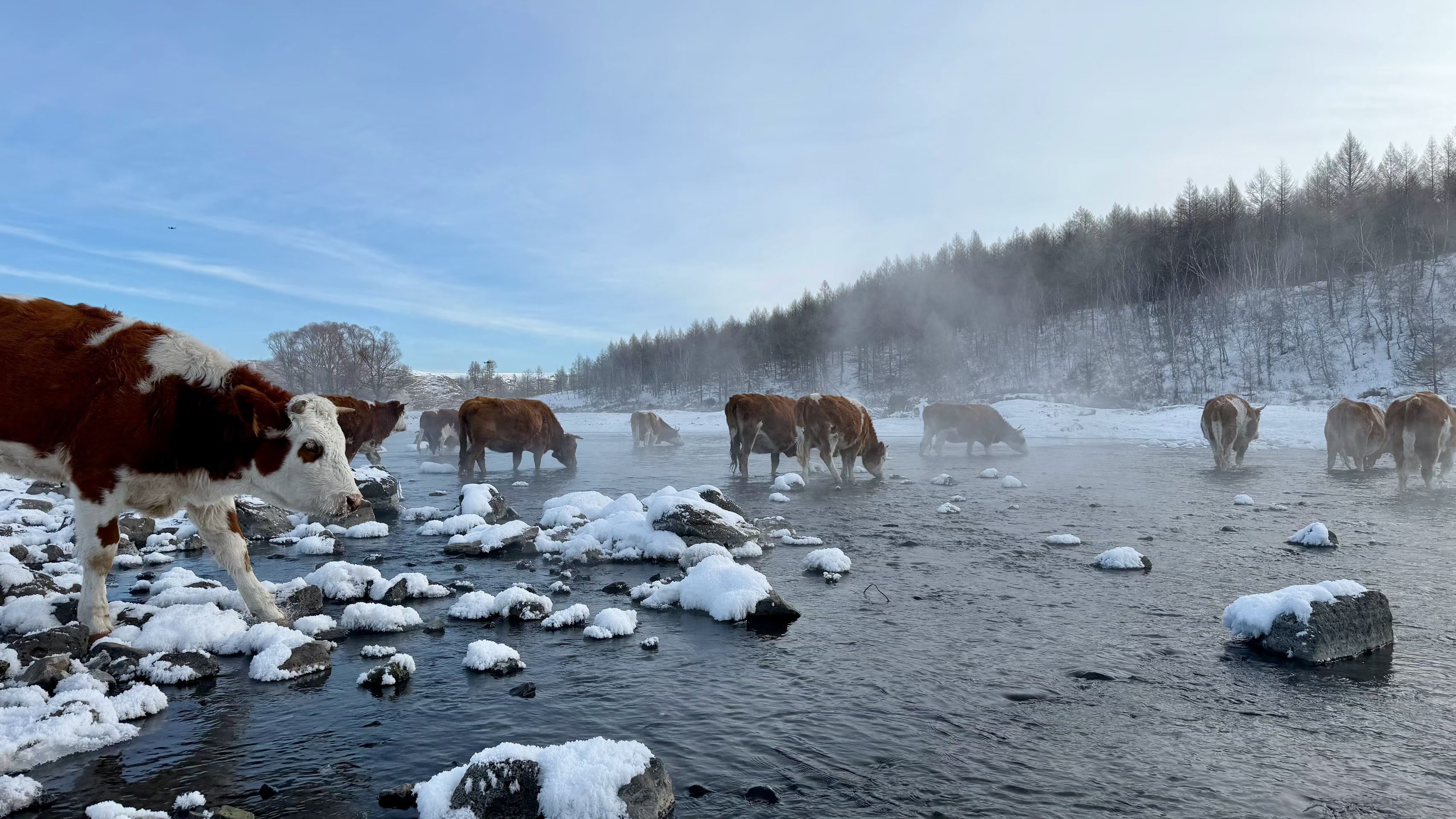 牛儿泡温泉，马儿在岸上羡慕，神奇的哈拉哈河，晶莹剔透的阿尔山，我们又拥抱在一起了