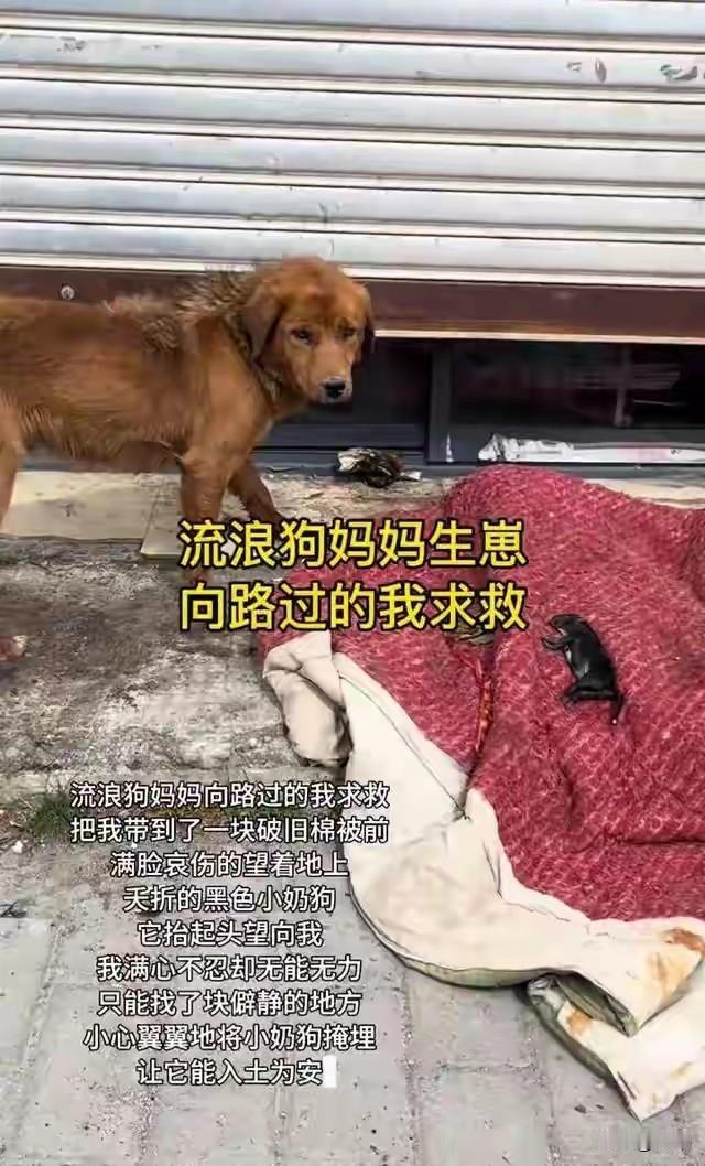 泪目了，这天一位小姐姐去上班，当她走到一条小路上的时候，看到一只流浪狗跑到她的面