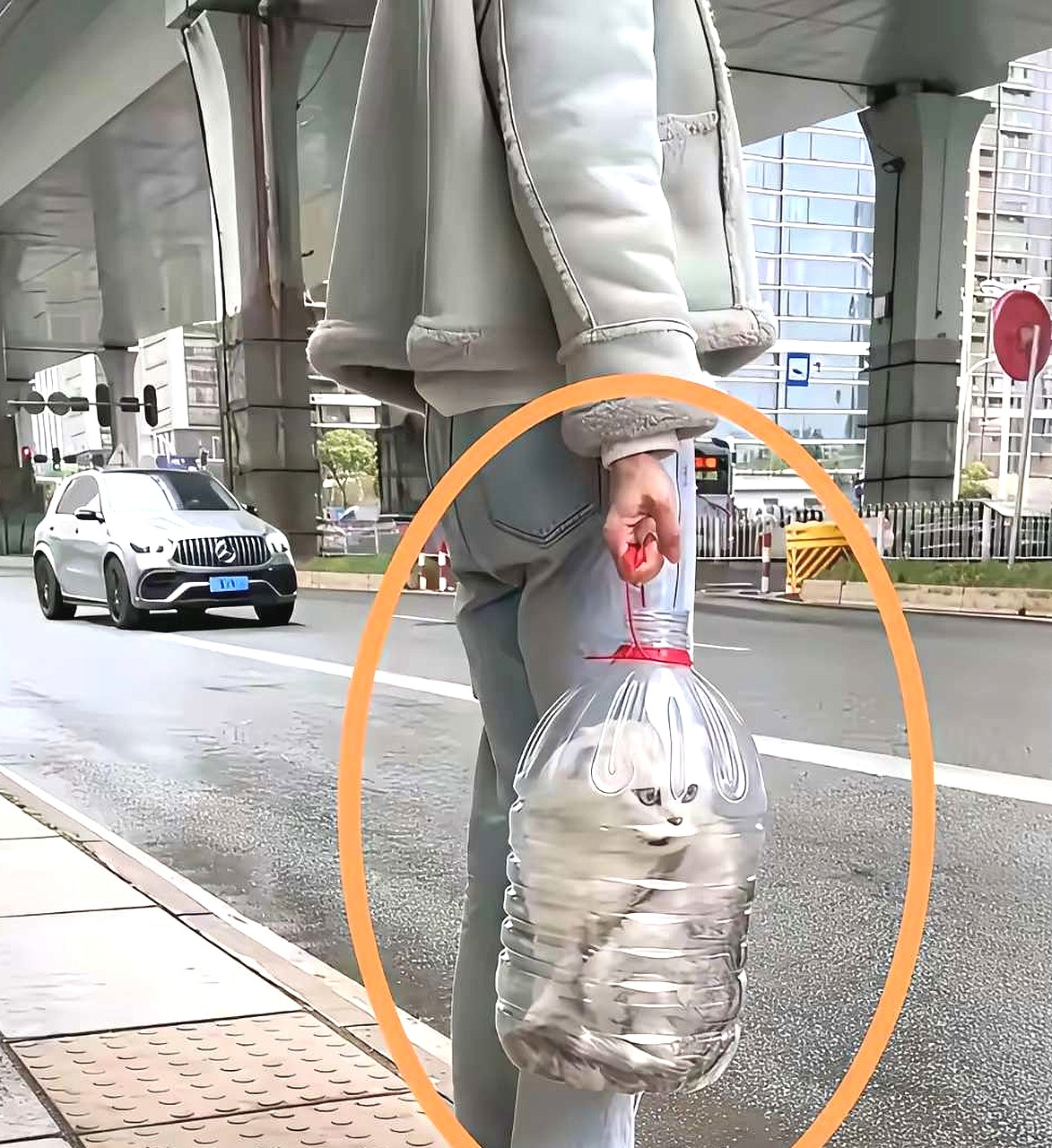 这猫咪是怎么塞进去啊？