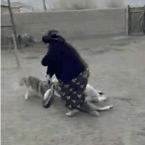 最近有个真事笑死我了！一只狼偷偷溜进院子想偷羊，结果被一位大妈发现了。你猜怎么