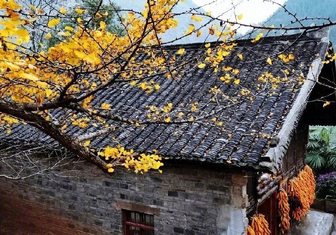 若无闲事挂心头，便是人间好时节..​​​​