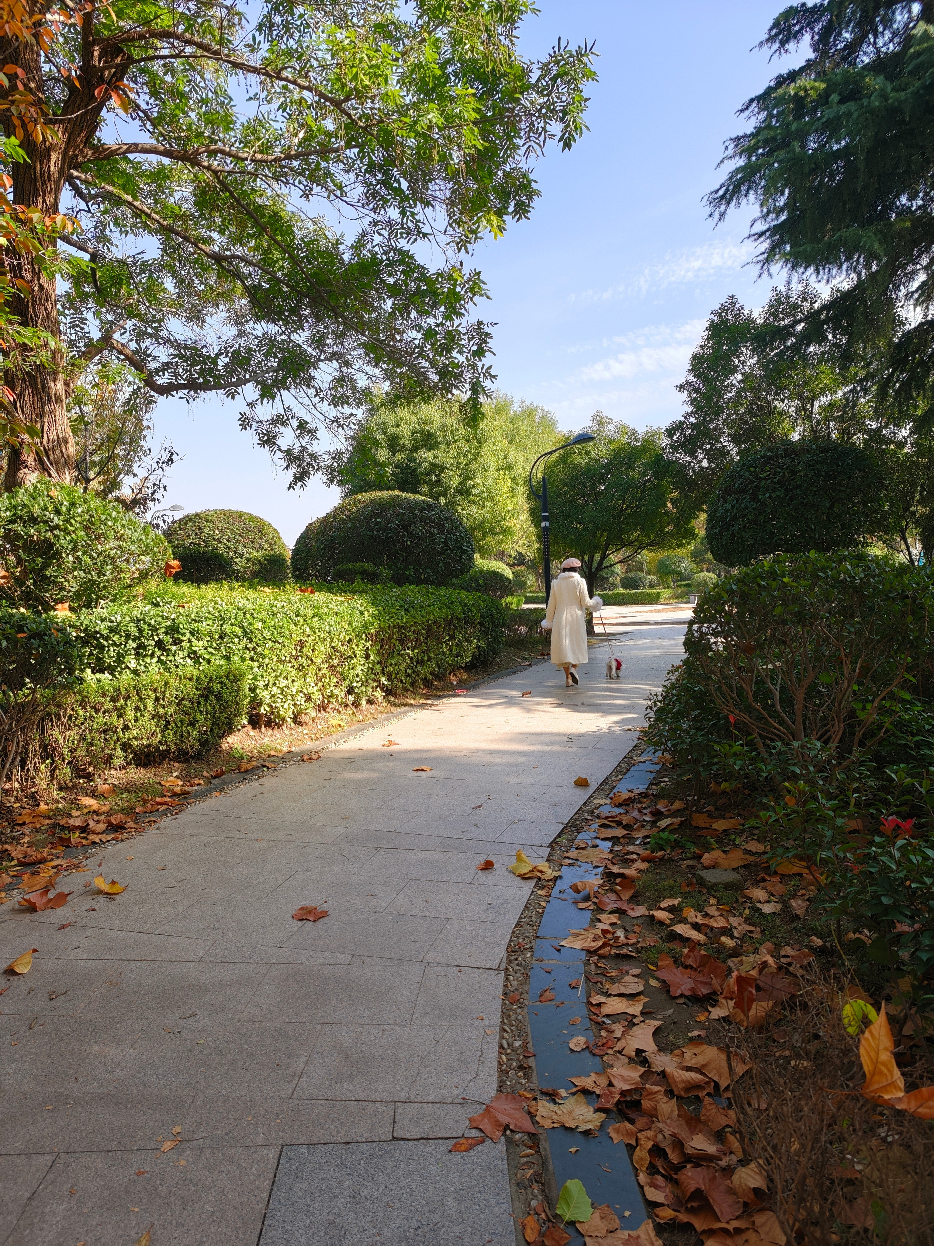 大学里的景色还是很不错的，有一个洋装遛狗的小姐姐，让萧瑟秋风多了一丝俏皮～​​