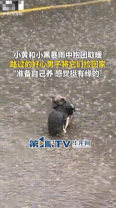 雨哗哗地下着，两只小狗拥抱着依偎在一起，互相取暖也为了壮胆。路过的先生被感动了