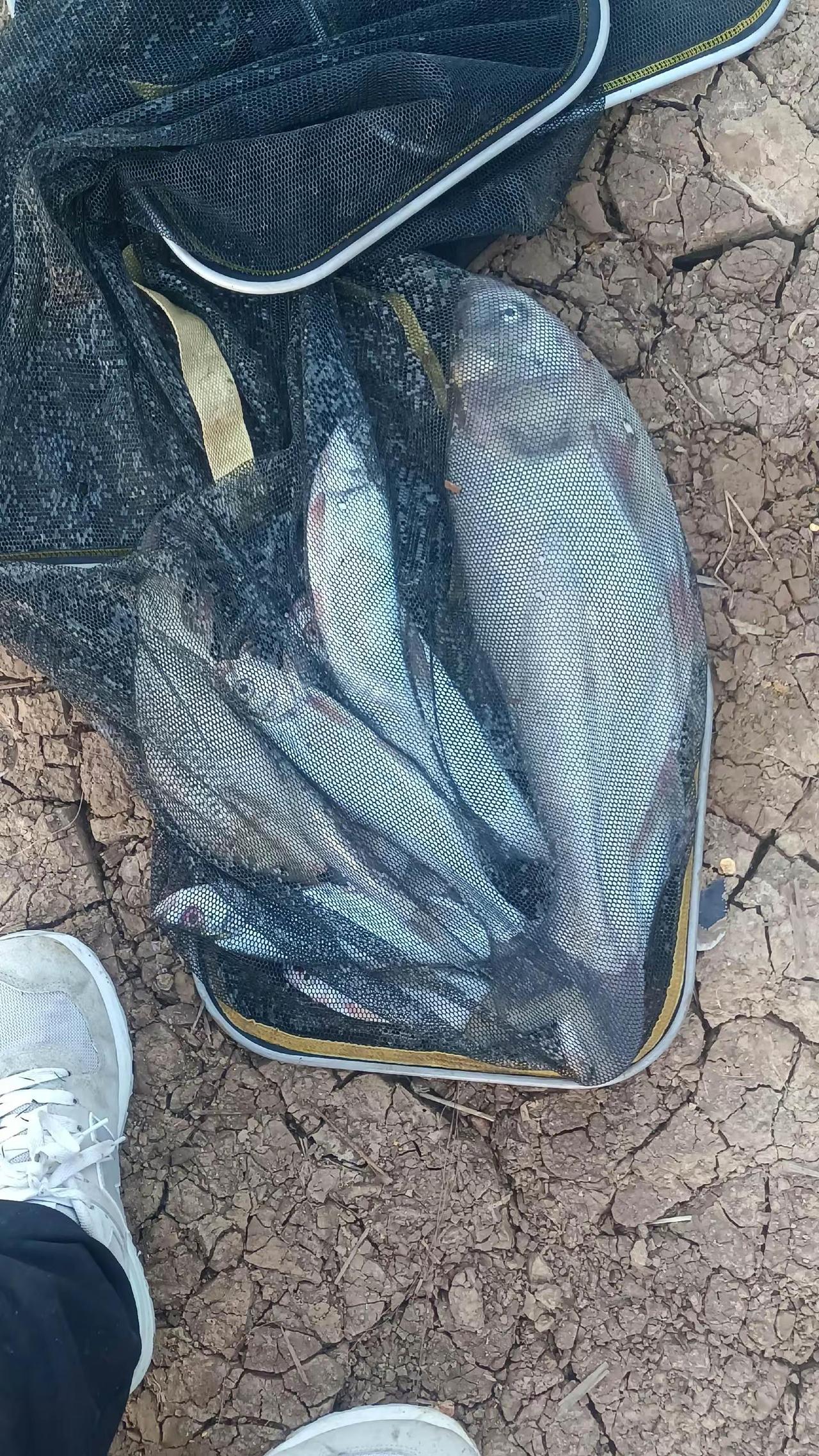 玉米钓翘嘴鲢鳙也能正口。钓鱼