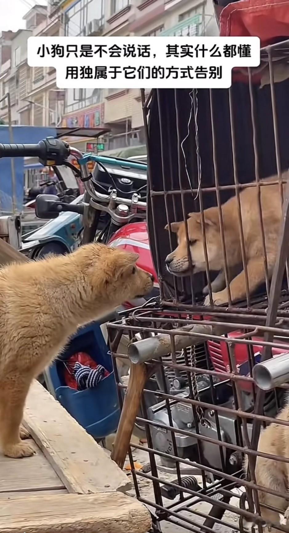 泪目了！有两只流浪狗在流浪的过程中，成了朋友，它们一起流浪，一起吃，一起玩，有着