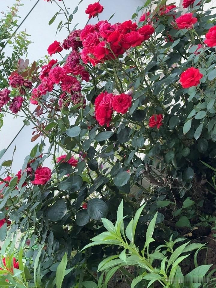 现在已经知道如何经营月季花了。第1轮花开的又肥又大，雍容华贵。经过修剪以后，第二
