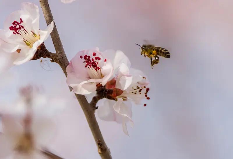 品读洒脱咖啡0Zz的这首《早春.②》，仿若被卷入一幅生机盎然的春日画卷之中。“骏