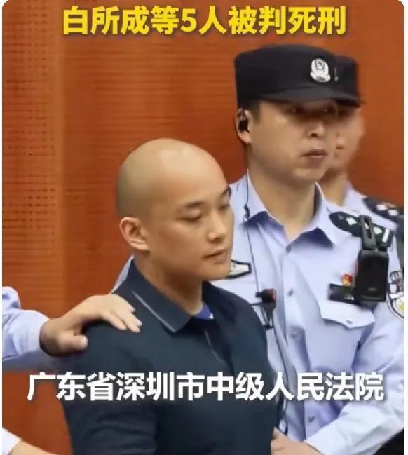 临终前的忏悔，鳄鱼的眼泪，毫无意义。白应苍被执行死刑前，在镜头前说出了一些以