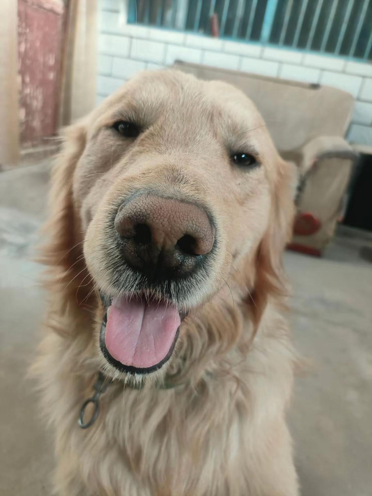 喜欢大叔嘛，大叔养的还有金毛。我不嫖不赌，还顾家，工资还上交金毛养狗的乐趣