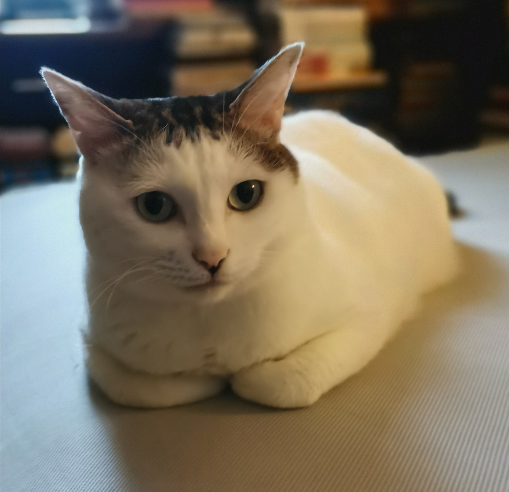 猫宁。昨天事忙，未及猫宁。今日多帅强弟。一日二猫，洋猫中猫，昨天都是奶油猫，好巧