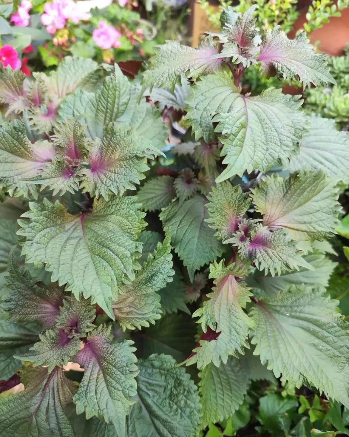 紫苏，这么早就长出了嫩嫩的小苗，这就到了栽种紫苏的季节了吗？途经别人家门口的